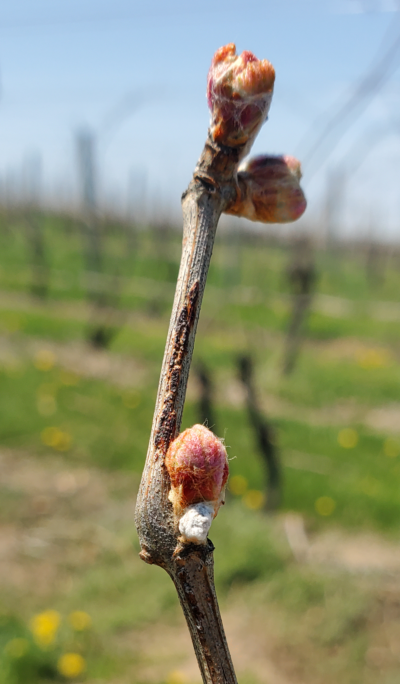 Pinot noir grapes.